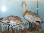 bustards