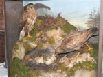 Buzzards