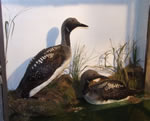 Black Throated Divers
