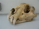 Tiger Skull