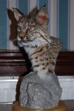 bobcat