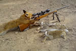 fox hunting