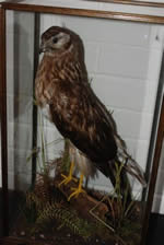 hen harrier