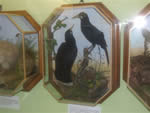 huia