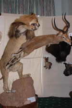 lion
