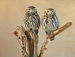 Little Owls M Gadd