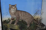 Scottish Wildcat