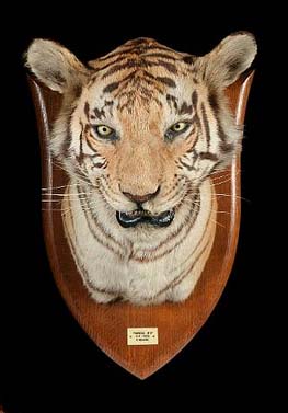 Peter Spicer Tiger Head