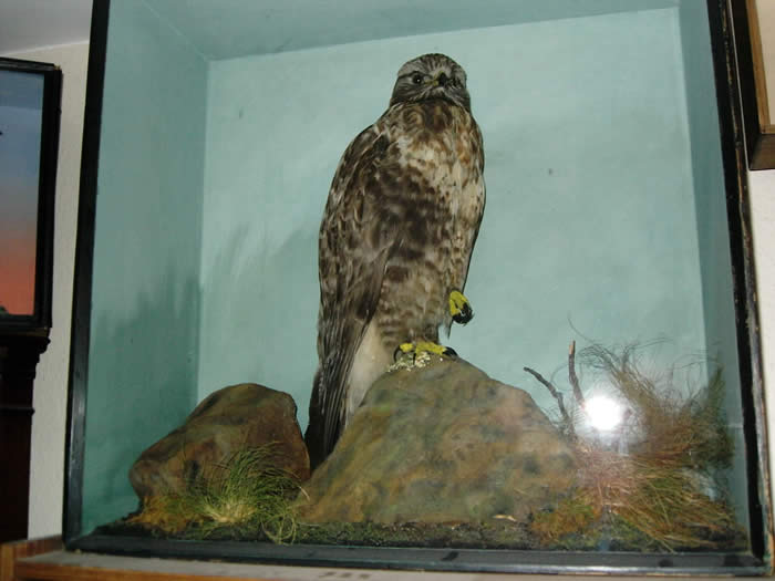 rowland ward buzzard