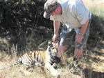 tiger
