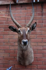 waterbuck