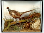 spicer pheasant